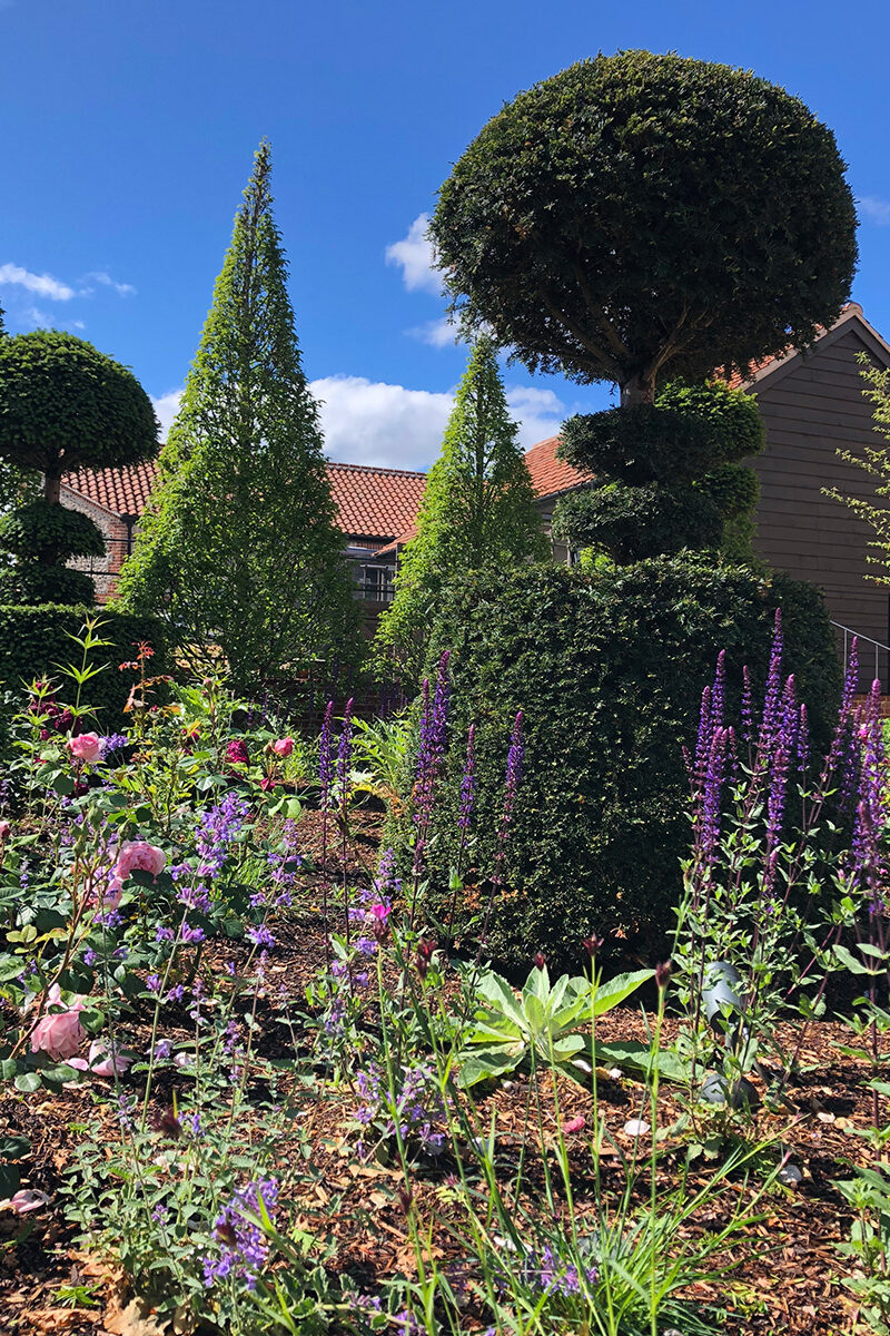 Topiary in Effingham, garden design project by Humaira Ikram of Studio Ikram