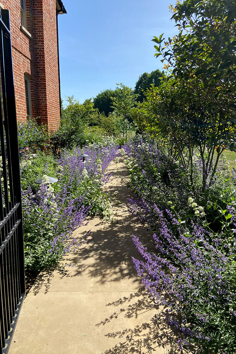 Planted path in Effingham, garden design project by Humaira Ikram of Studio Ikram