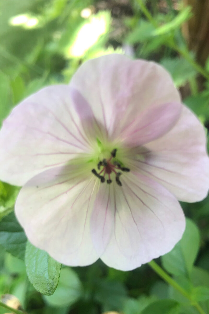Flower detail in landscape design project, Studio Ikram