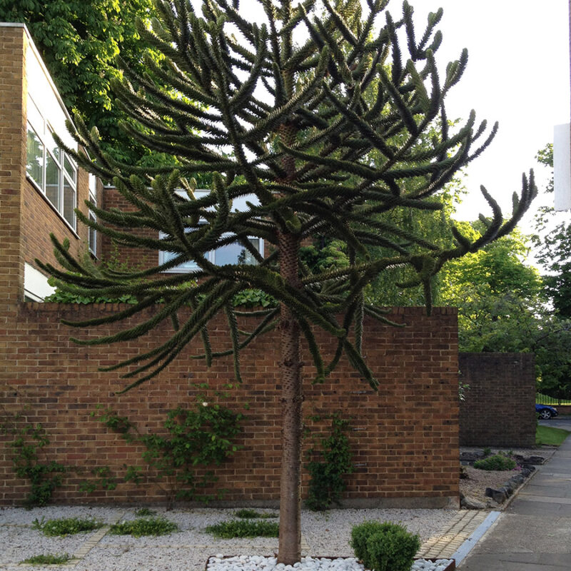 Studio Ikram Portfolio landscape and horticultural design